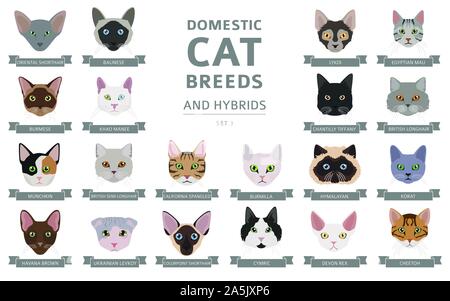 Domestic cat breeds and hybrids portraits collection isolated on white. Flat color cat`s head style set. Vector illustration Stock Vector
